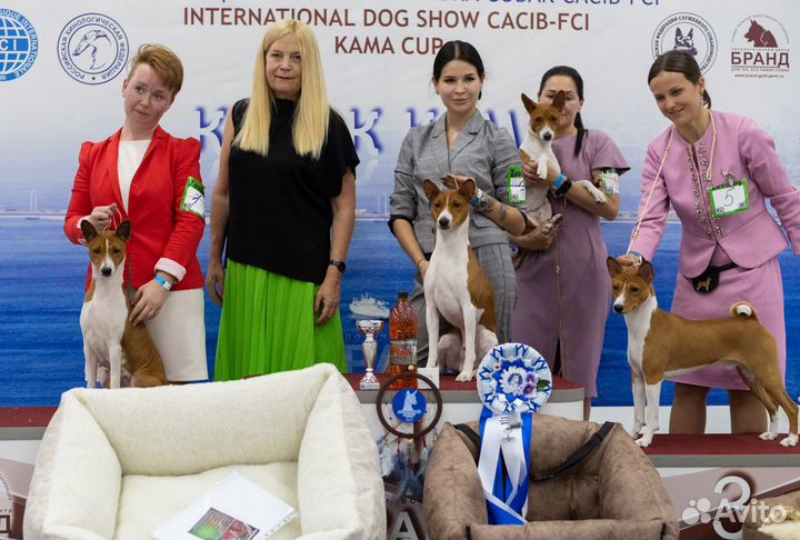 Кобели басенджи для вязок