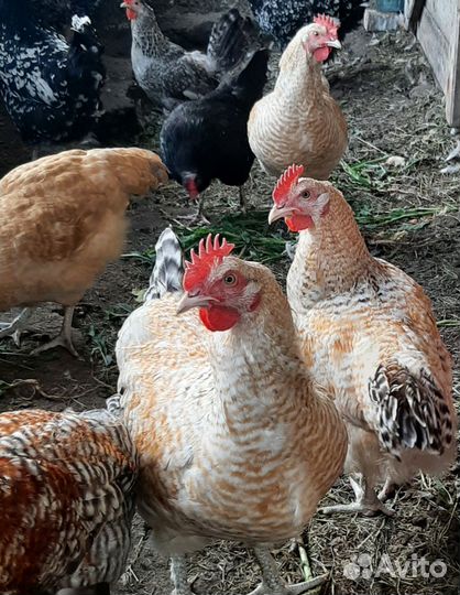 Петухи