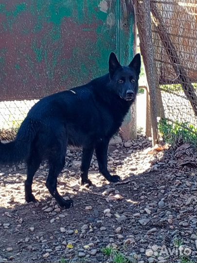 Самец для вязки