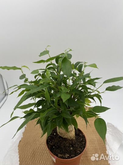 Фикус Наташа Джут