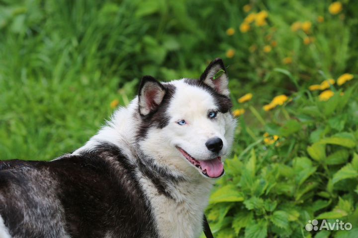 Метис хаски