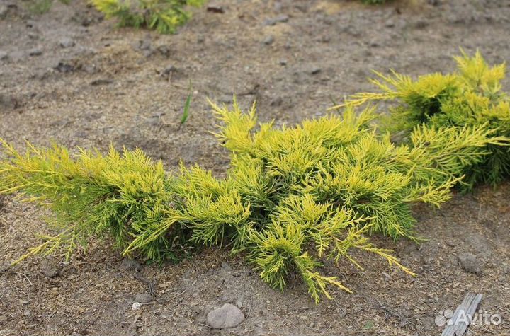 Можжевельник Олд Голд саженцы из питомника