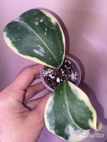 Хойя Керри альбо