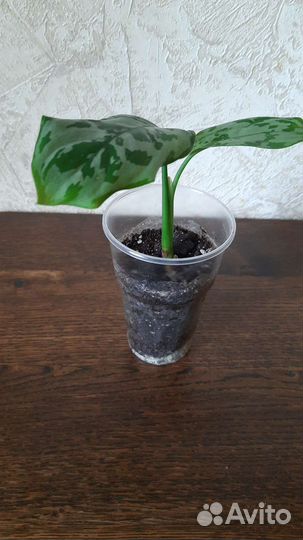 Сортовые аглаонемы