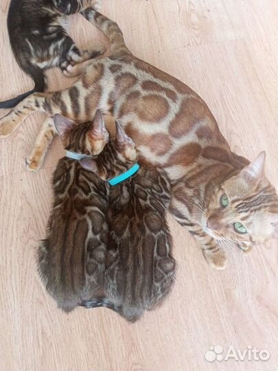 Бенгальские котята