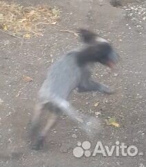 Собачка в добрые руки бесплатно - Пушинка