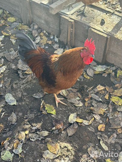 Молодые петухи