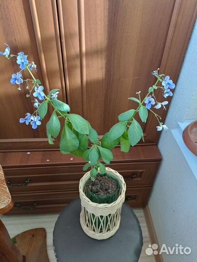 Клеродендрум угандийский