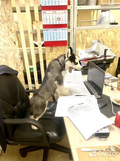 Готовый бизнес с маркетплейсами без склада