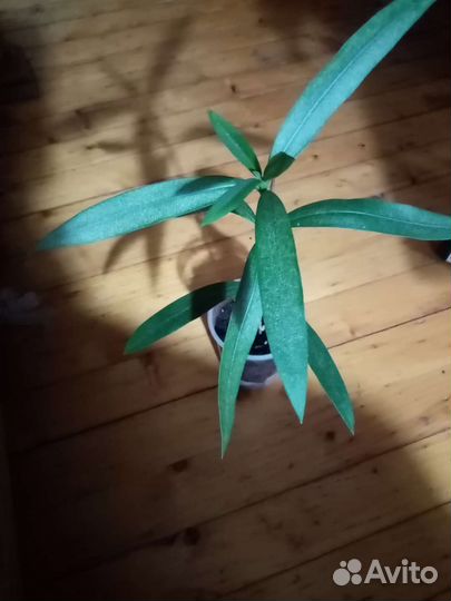 Олеандр розовый махровый