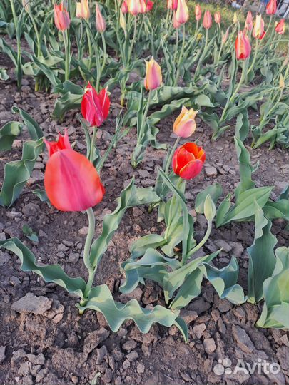 Тюльпаны