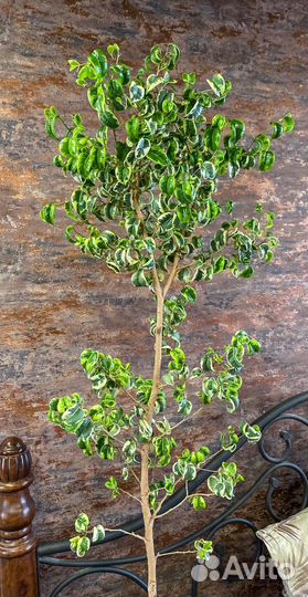 Фикус Бенджамина Ирен в наличии