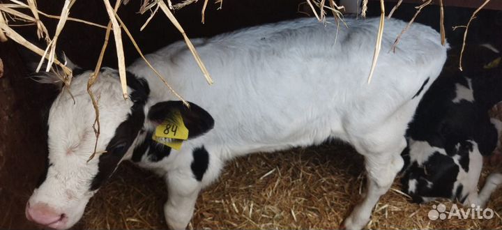 Телята с доставкой до двора за наш счёт