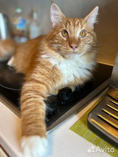 Пеший курьер доставка по Москве