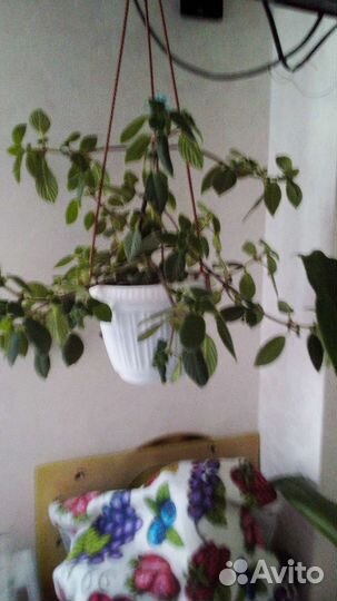 Хлорофитум