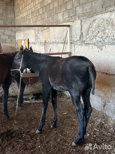 Жеребчик самоход