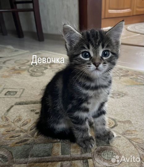 Шотладские котята
