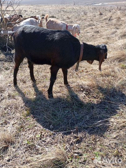 Нубийские козы камори