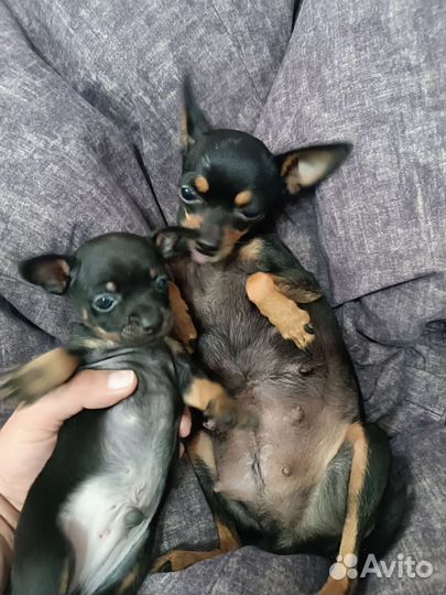 Супер mini той-терьер