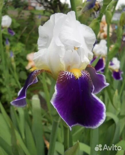 Ирисы бородатые,лилейник,хризантема,флоксы,бадан