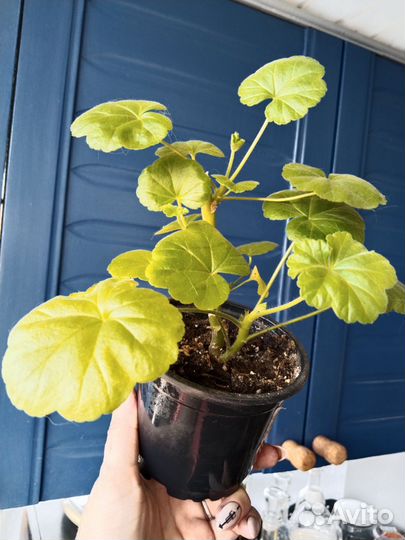 Пеларгония герань