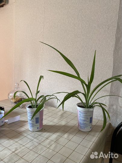 Хлорофитум