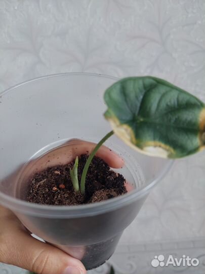 Дракон скайл