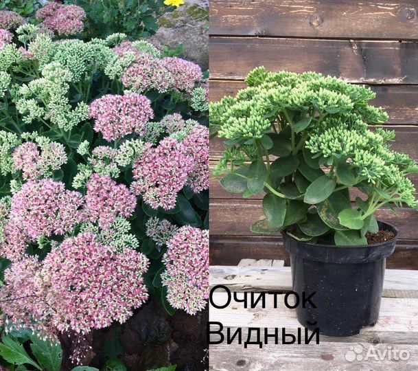 Многолетние растения для сада