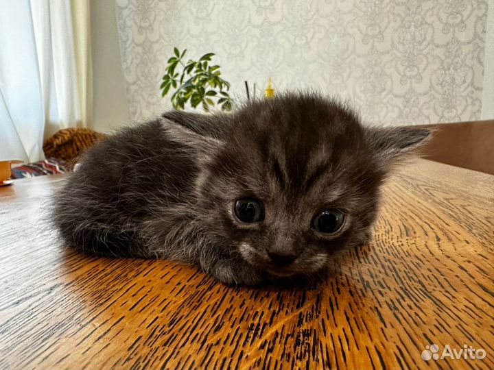 Шотландская вислоухая