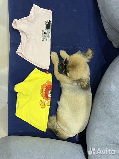 Одежда для маленьких собак