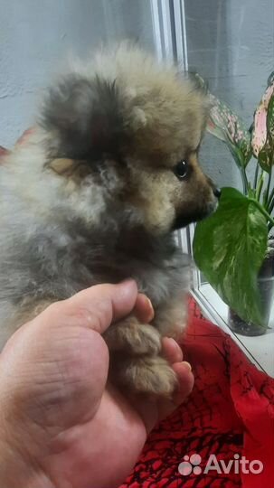 Померанский шпиц
