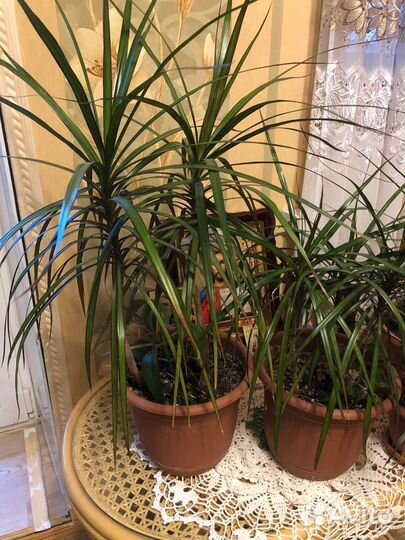 Пальма драцена цветы растения