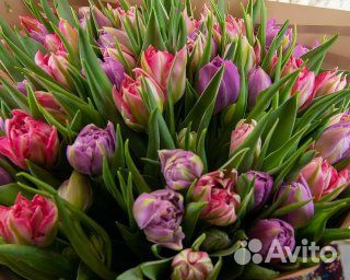 Букет из 51 тюльпана пионовидного микс