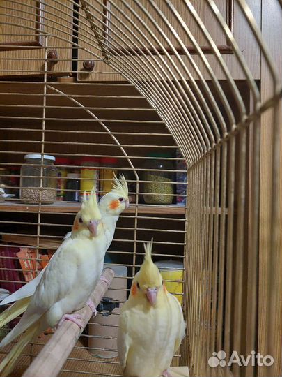 Попугай корелла