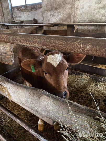 Телята, хряк производитель