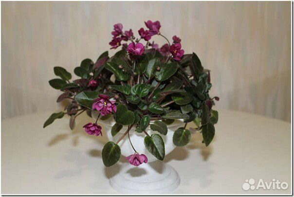 Сортовые фиалки мини