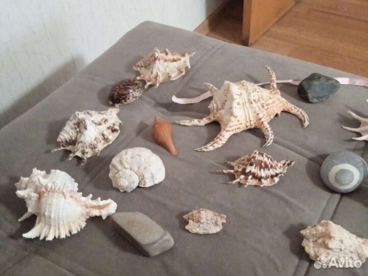 Морские ракушки раковины