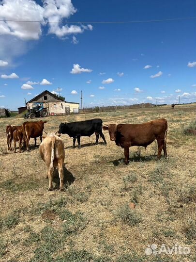 Бычки степные