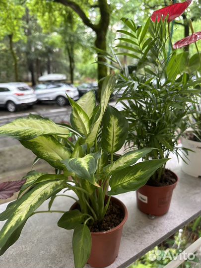 Комнатные цветы антуриум