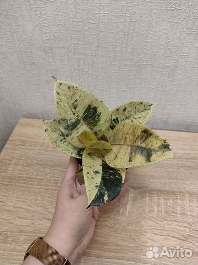 Фикусэластика Шривериана