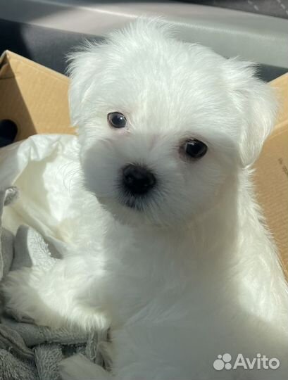 Щенки мальтийской болонки - мальтезе