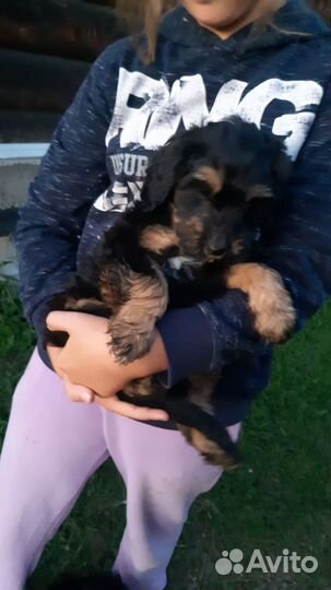 Щенки помесь спаниеля