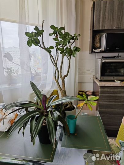 Цветы, здоровые, большие