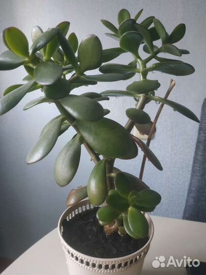 Толстянка (денежное дерево)