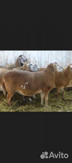 Катумские овцы