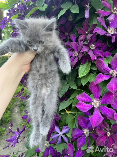 Кошечка в добрые руки