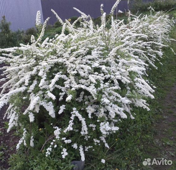 Спирея Album blum