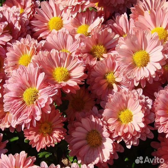 Хризантема для сада набор 3 сорта