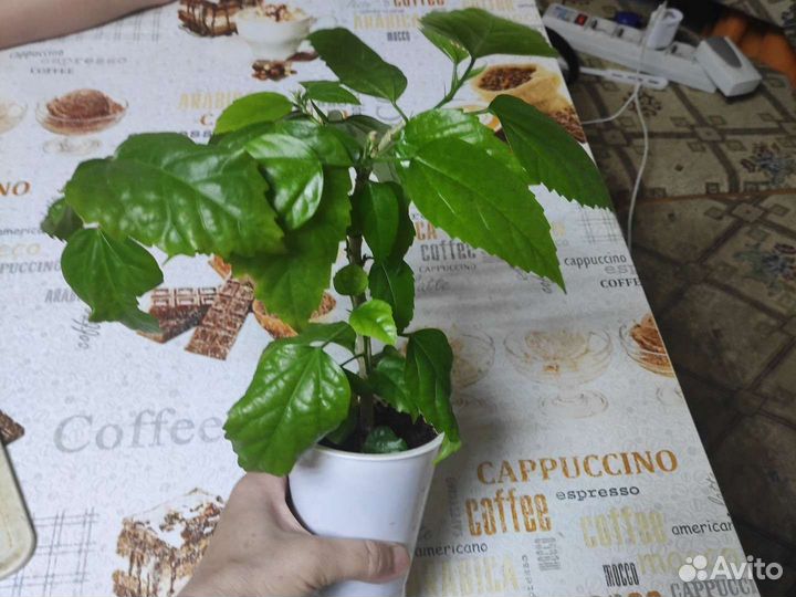 Комнатные цветы