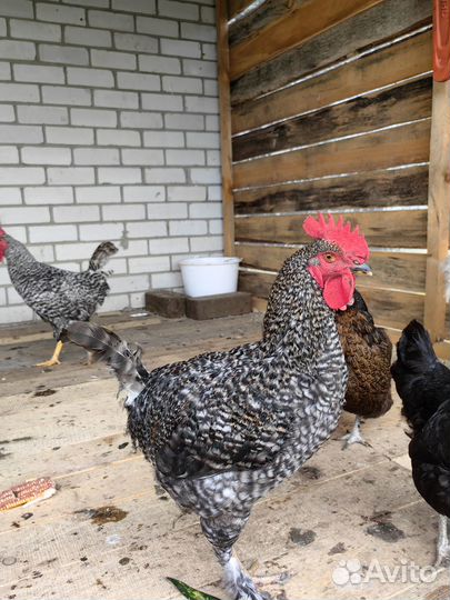 Молодые петушки домашние